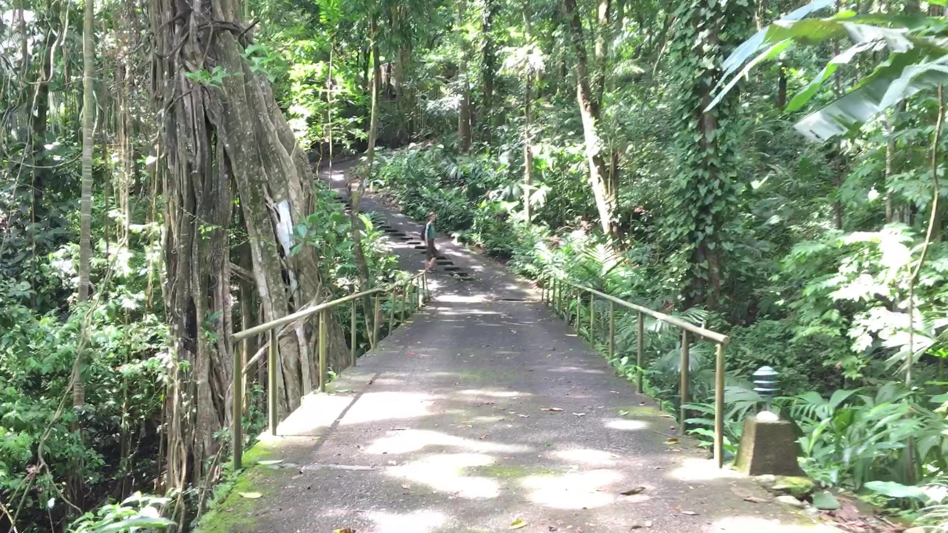 The Jungle - Mogambo