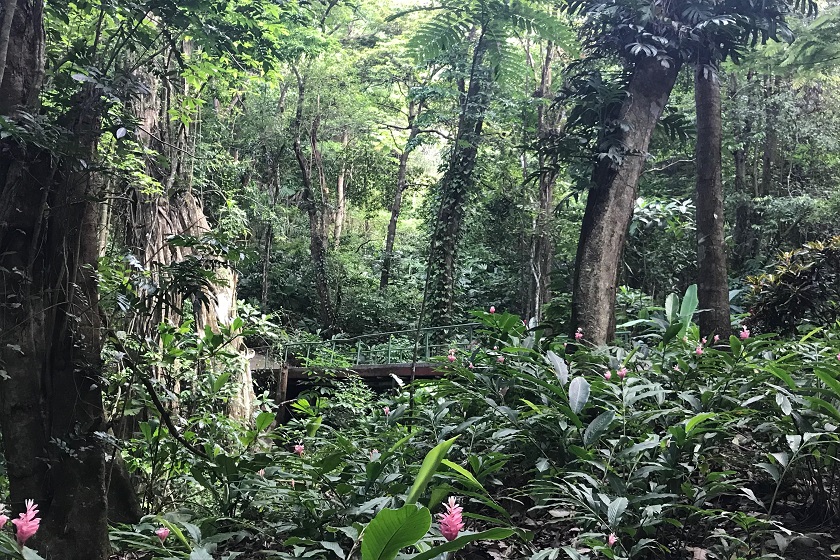 Forest Bridge - Casa Mogambo Luxury Vacation Rental Villa - Manuel Antonio Costa Rica