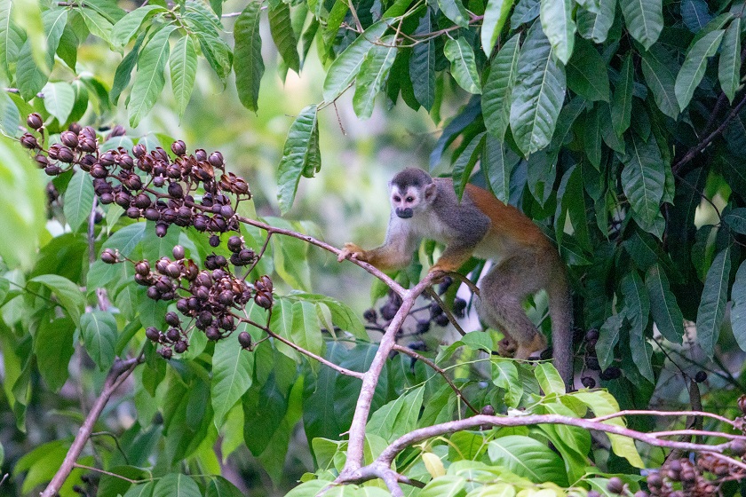 Titi Monkey Eating Berries - Casa Mogambo Luxury Vacation Rental Villa - Manuel Antonio Costa Rica