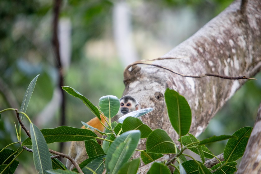 Titi Monkey - Face Closeup - Casa Mogambo Luxury Vacation Rental Villa - Manuel Antonio Costa Rica