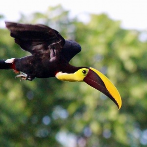 Toucan Inflight - Casa Mogambo Luxury Vacation Rental Villa - Manuel Antonio Costa Rica