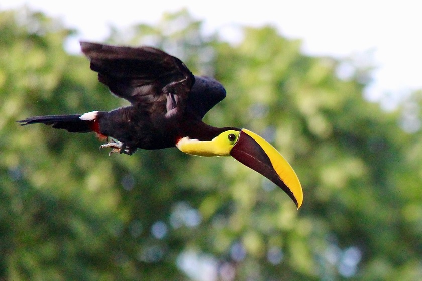 Toucan Inflight - Casa Mogambo Luxury Vacation Rental Villa - Manuel Antonio Costa Rica