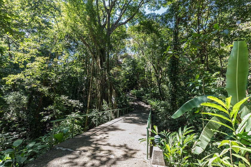 Bridge and Strangler Fig - Casa Mogambo Luxury Vacation Rental Villa - Manuel Antonio Costa Rica