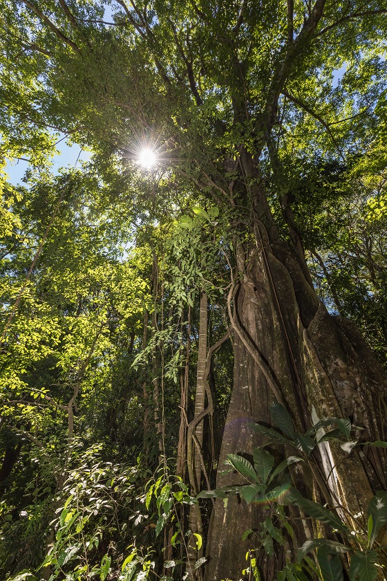 Strangler Fig - Casa Mogambo Luxury Vacation Rental Villa - Manuel Antonio Costa Rica